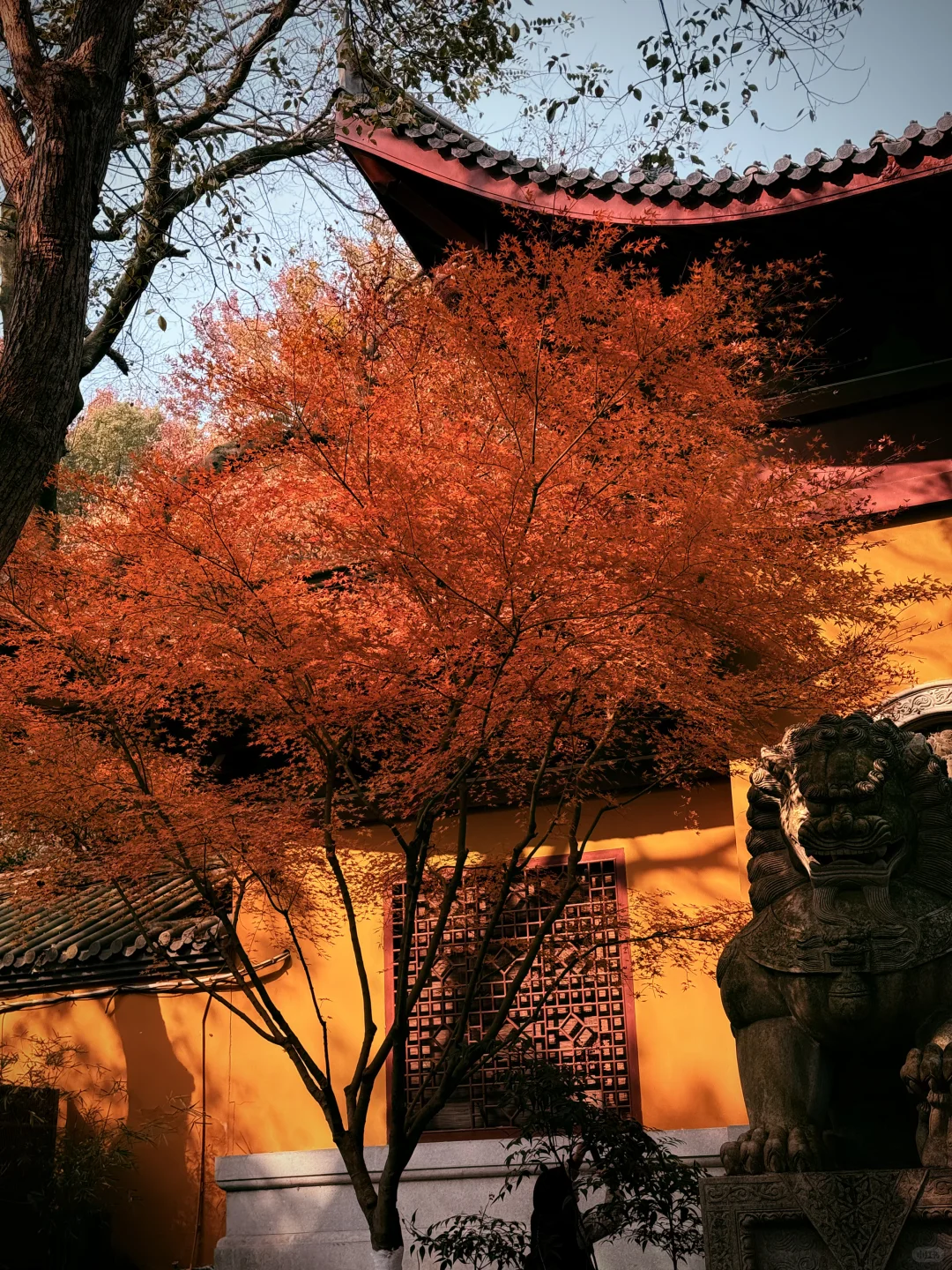 杭州永福寺的红叶应该是日本京都的平替了～