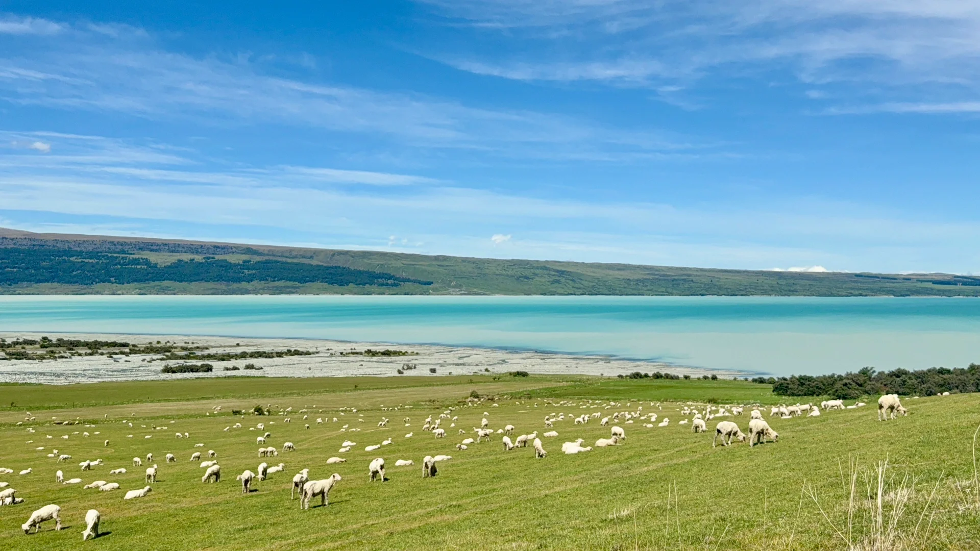 国人对新西兰的开发只有1%🇳🇿附攻略