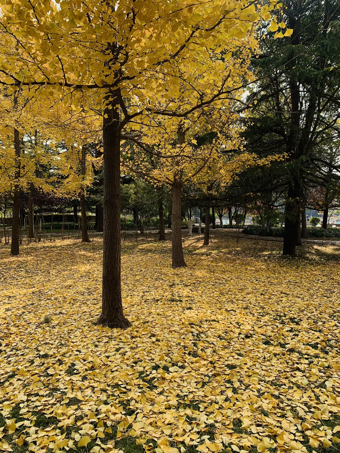 秋天丛台公园的银杏林也太有感觉了8！🍂