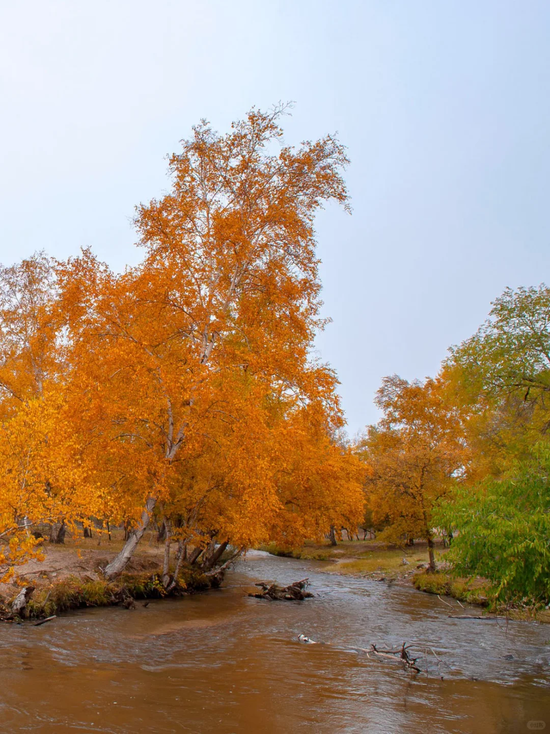 河北承德围场县塞罕坝·御道河谷·御桦十景