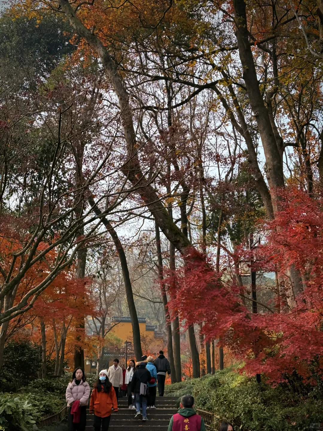 杭州永福寺的红叶应该是日本京都的平替了～