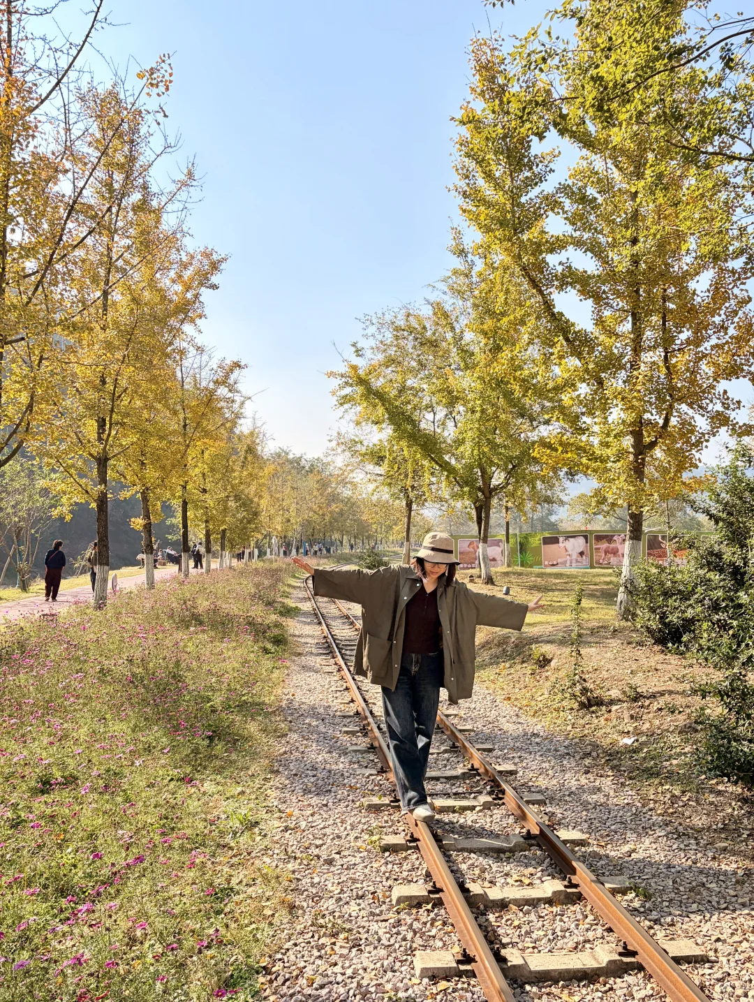 交换一张你拍的银杏吧