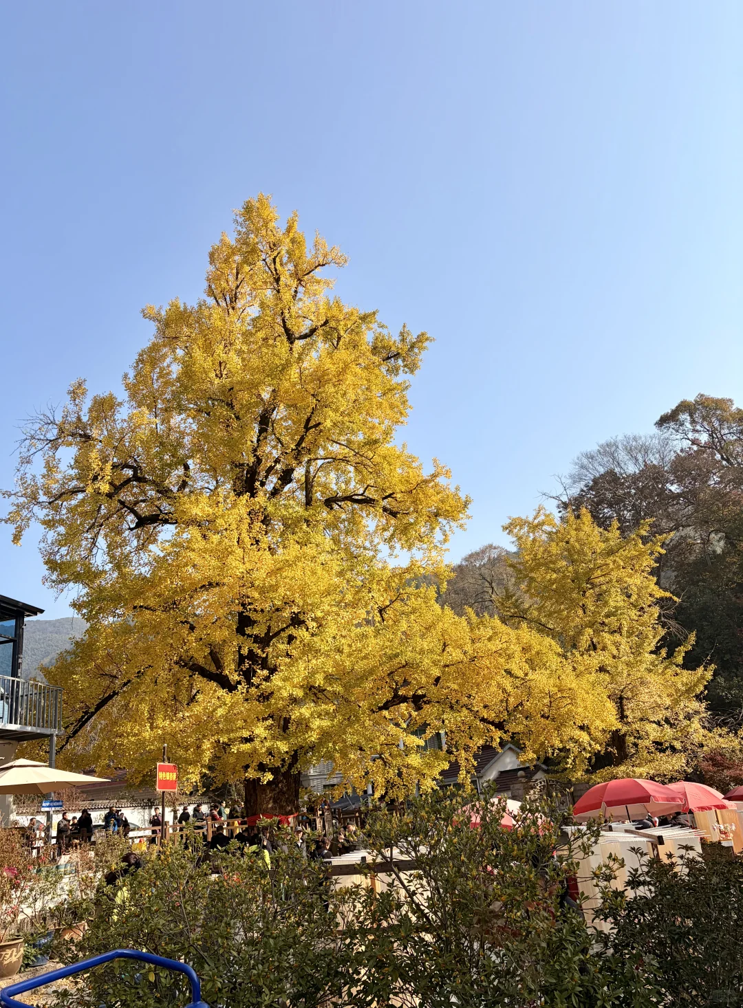 交换一张你拍的银杏吧