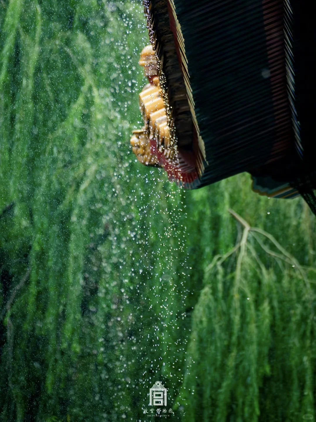 雨落紫禁城｜这趟慢走的雨意太治愈