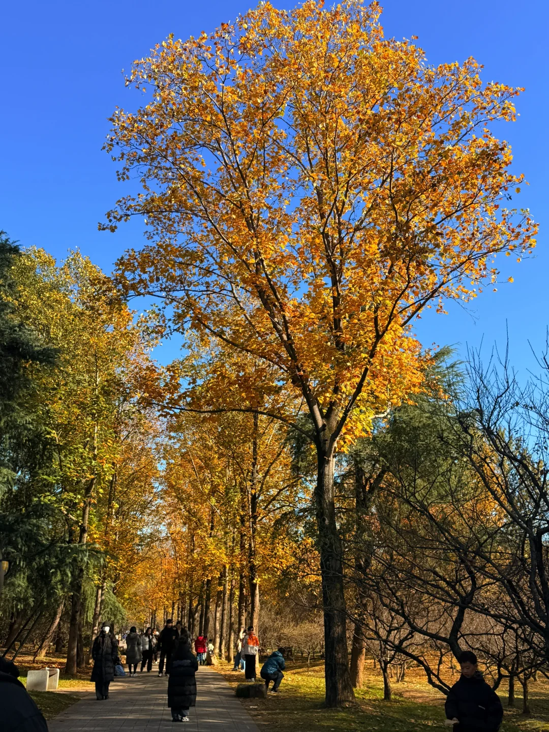 秋天可太好拍啦！🍂