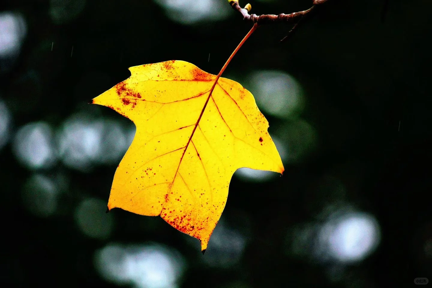 秋游来听涛景区就够啦