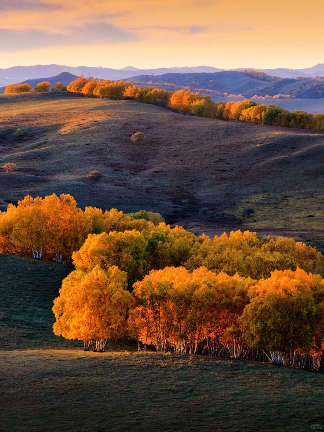 河北承德围场县塞罕坝·御道河谷·御桦十景