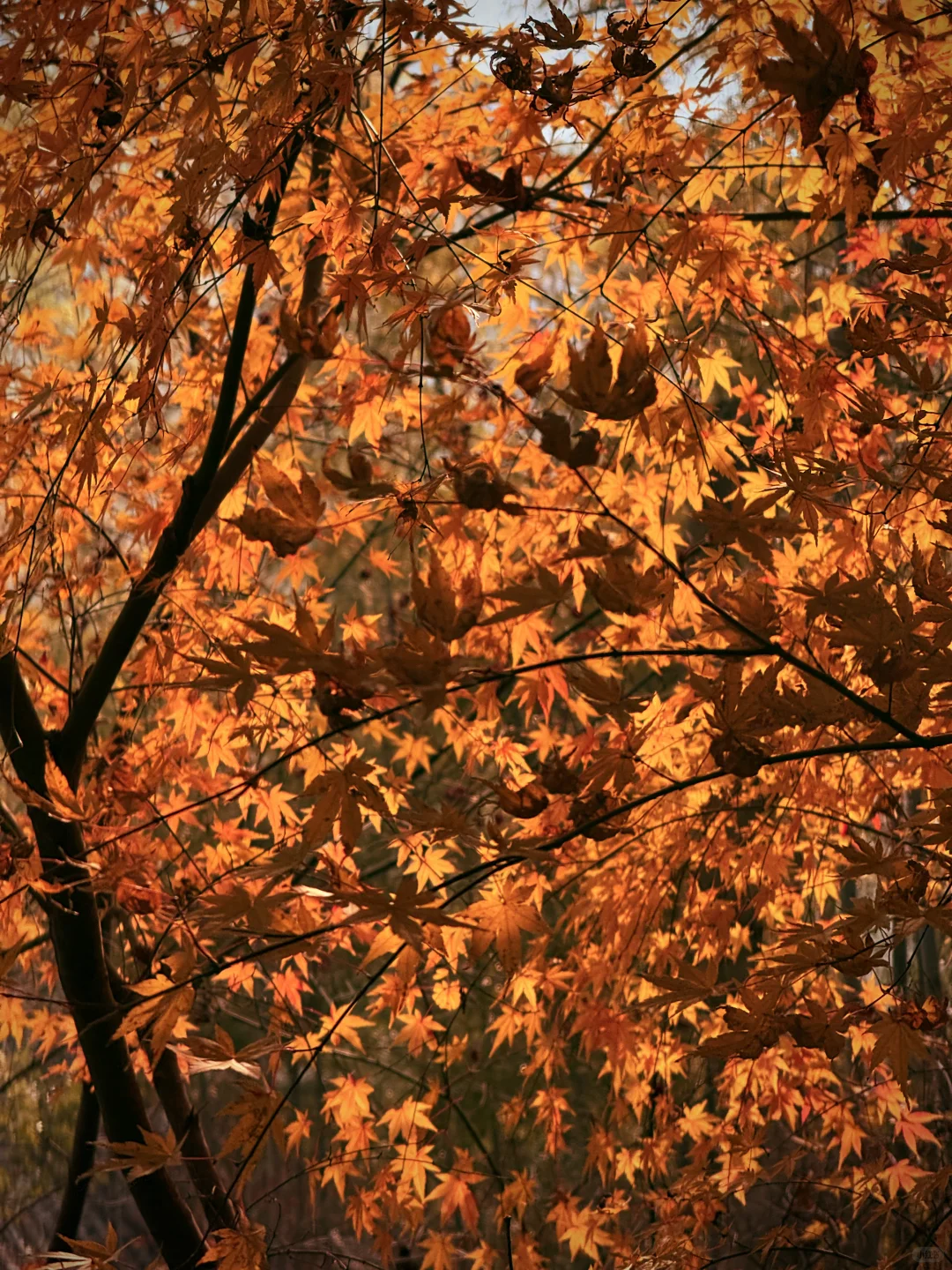 杭州永福寺的红叶应该是日本京都的平替了～