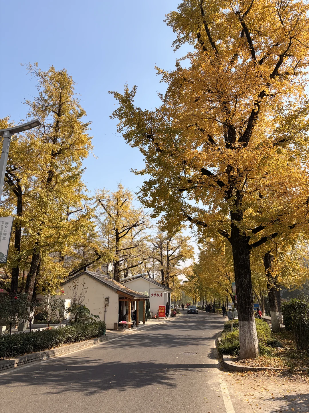 交换一张你拍的银杏吧