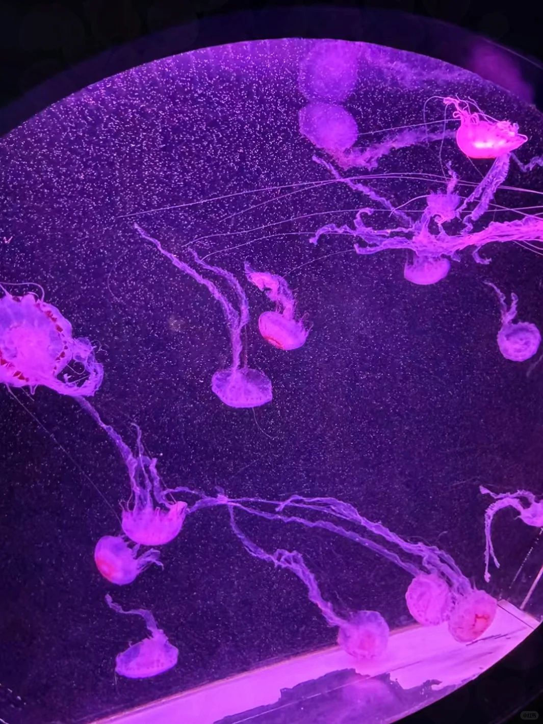 3.6折拿下珠海长隆2天1夜！不囤后悔一年