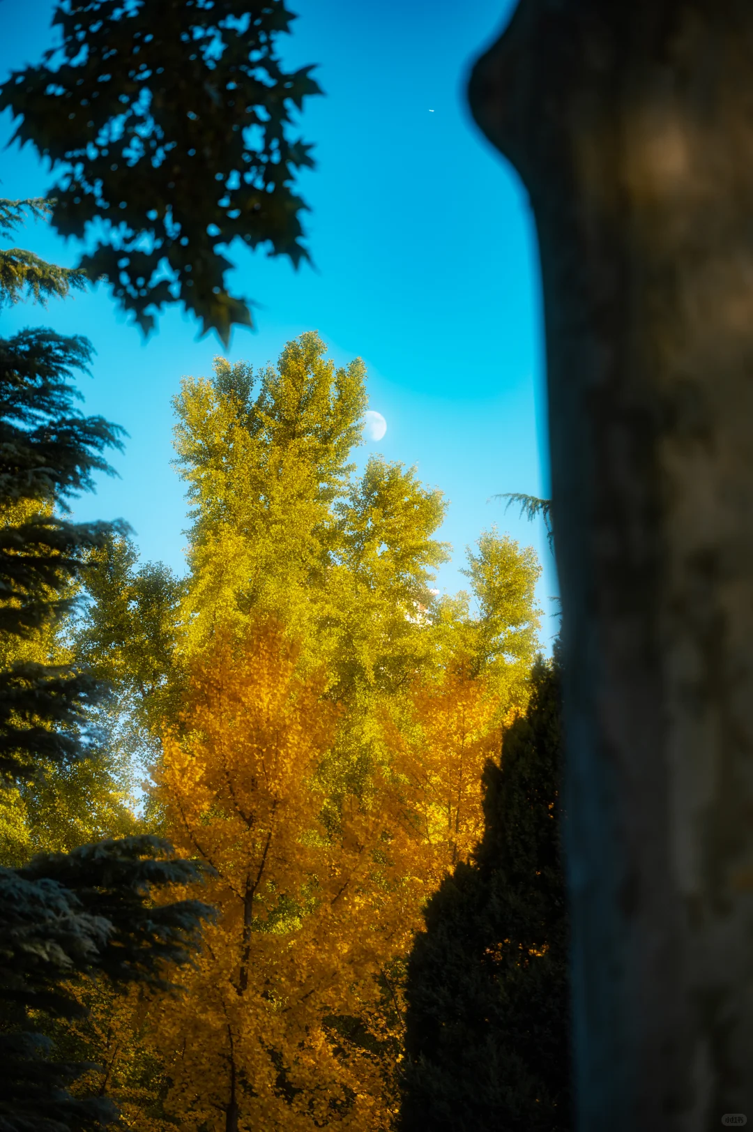 邯郸丛台公园秋景掠影