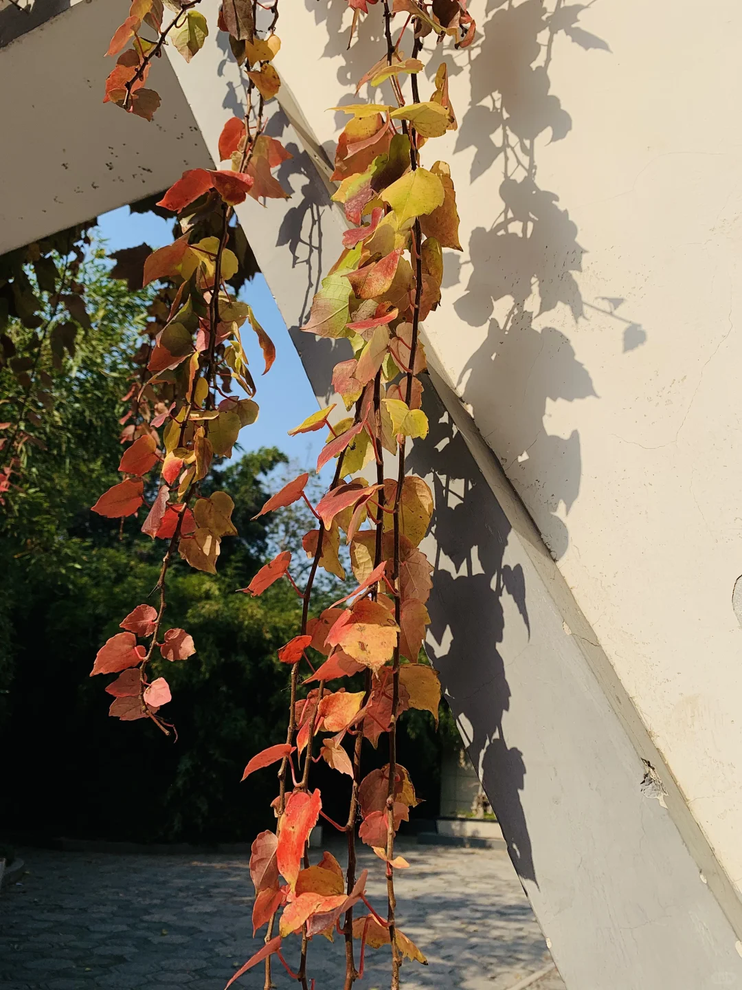 秋天丛台公园的银杏林也太有感觉了8！🍂