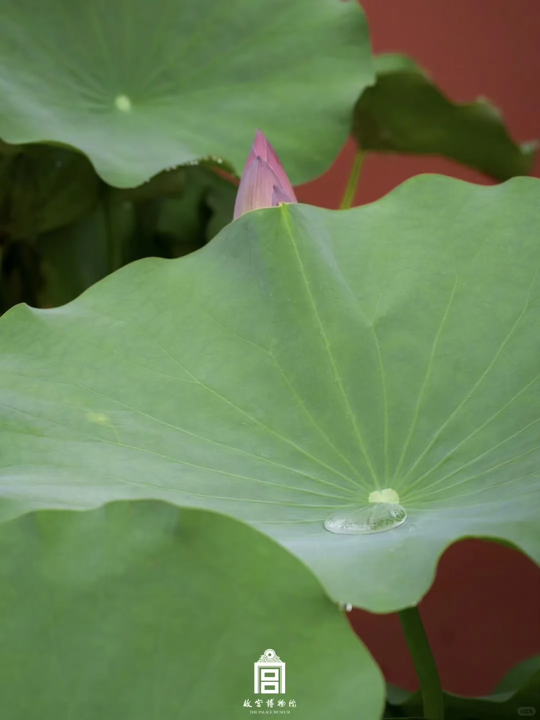 雨落紫禁城｜这趟慢走的雨意太治愈