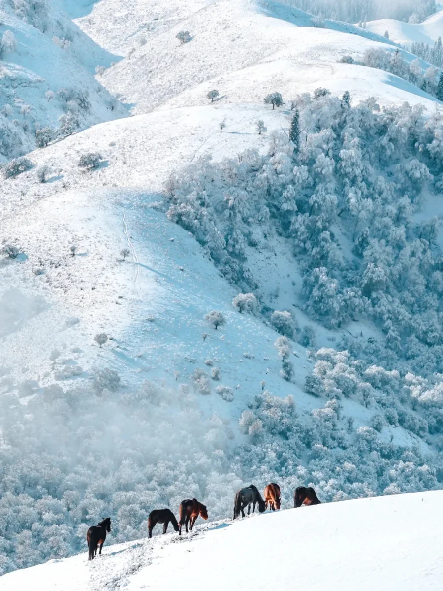 伊犁|冬日那拉提简直是i人天堂