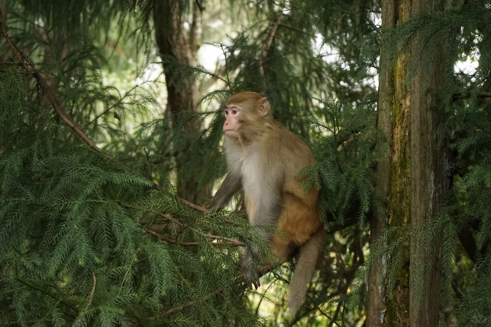 张家界攻略！避坑 + 省时