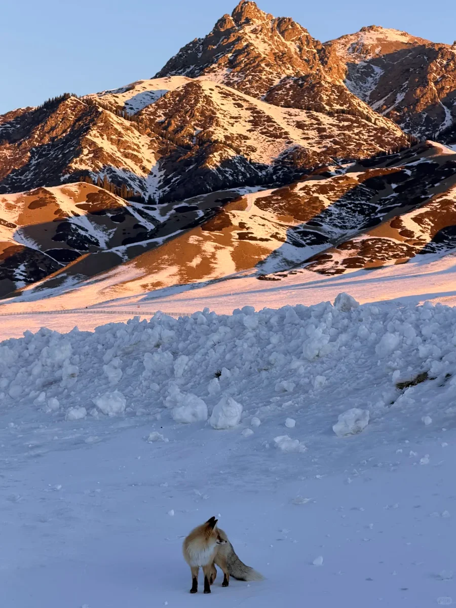 新疆冬季极光！8天7晚纯玩小团！1人也可报