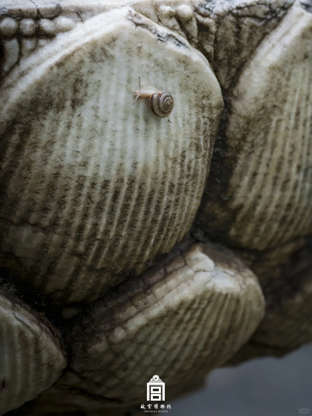 雨落紫禁城｜这趟慢走的雨意太治愈