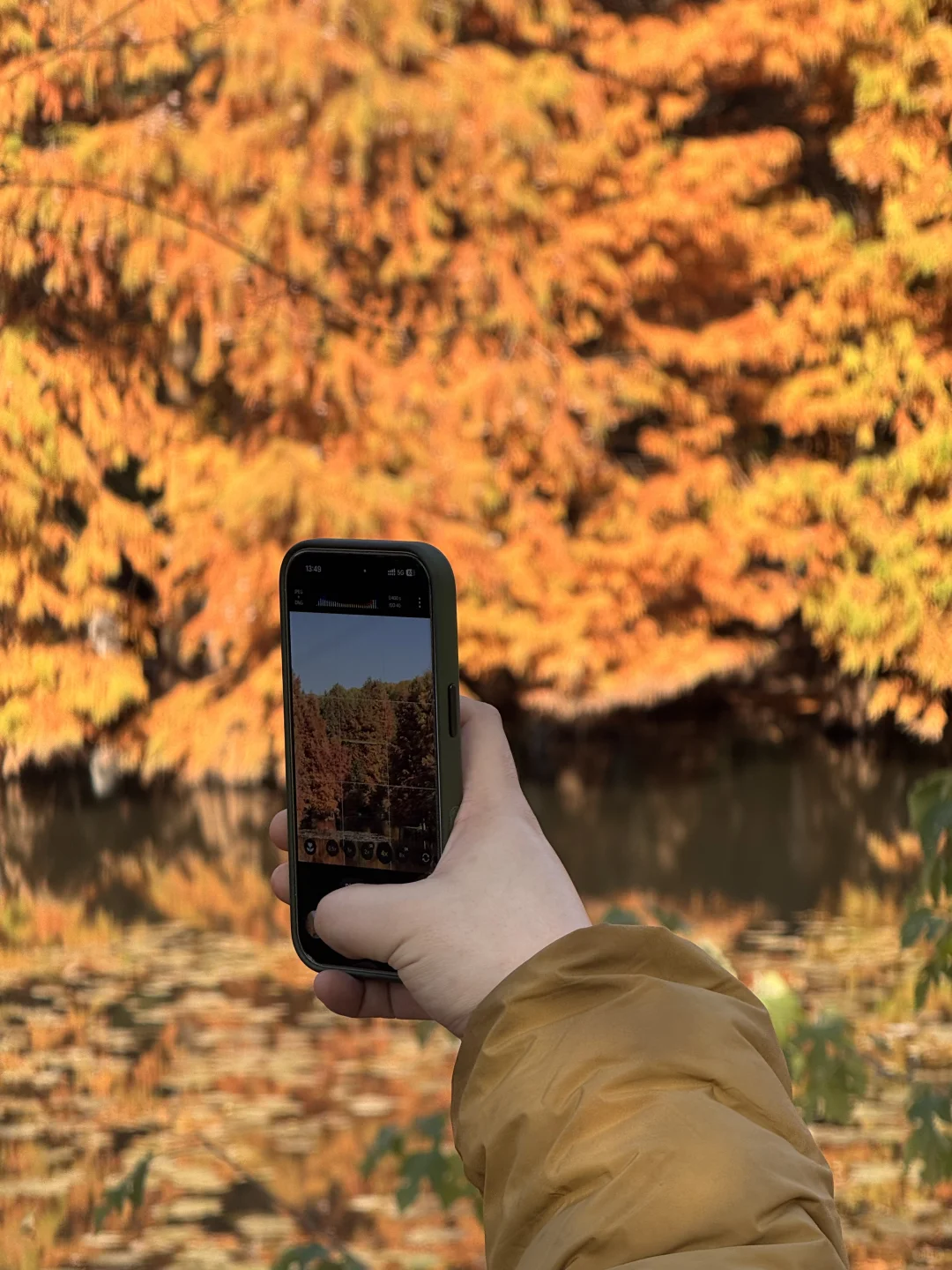 11.26南京玄武湖银杏&明孝陵落羽杉