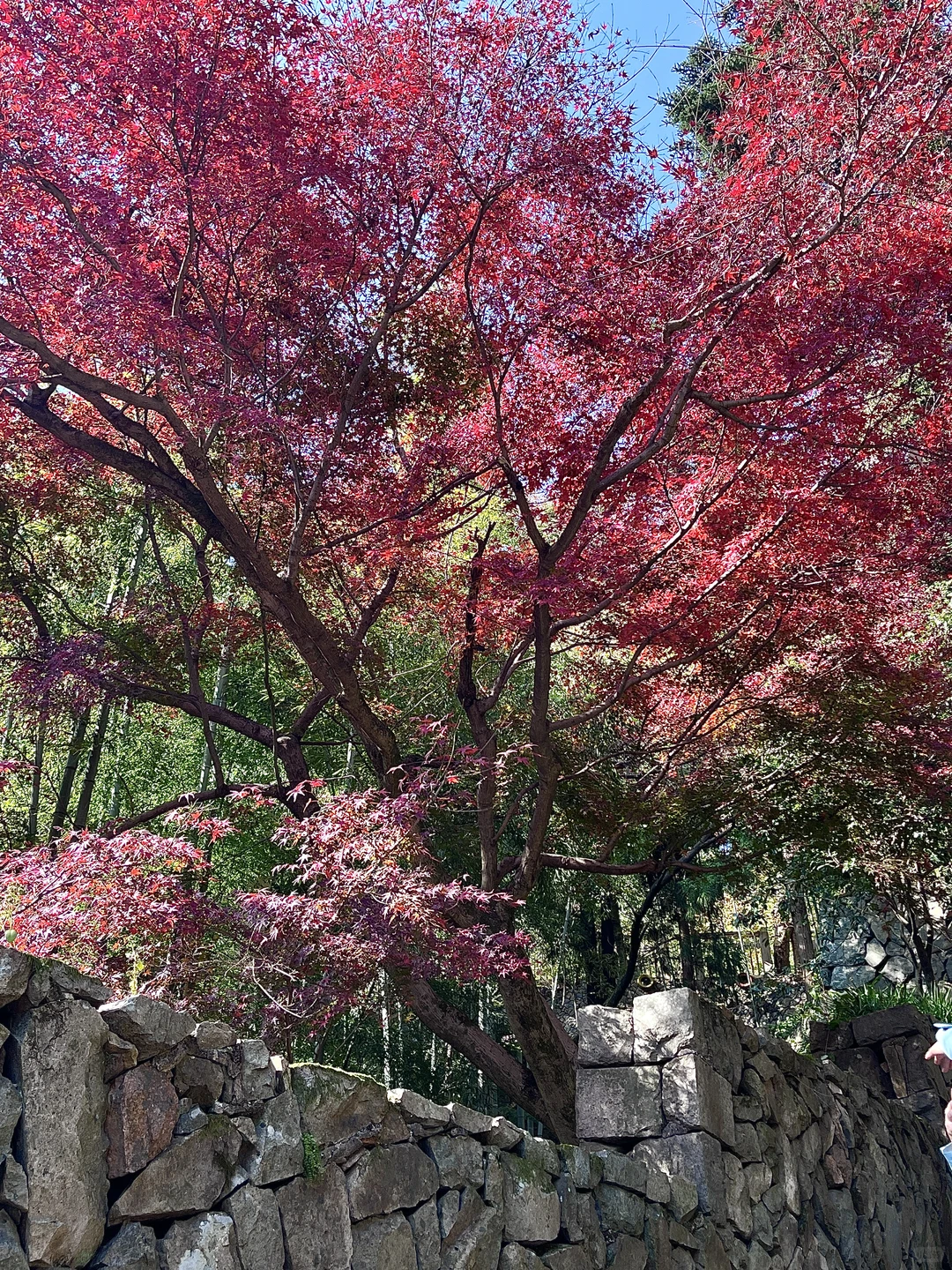 莫干山赏秋,美得太超过了!