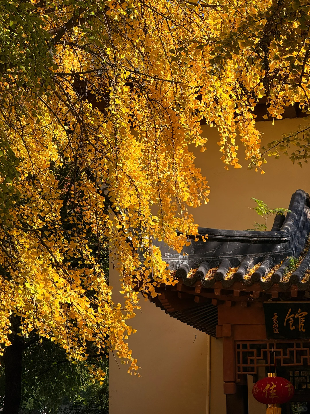 秋天可太好拍啦！🍂