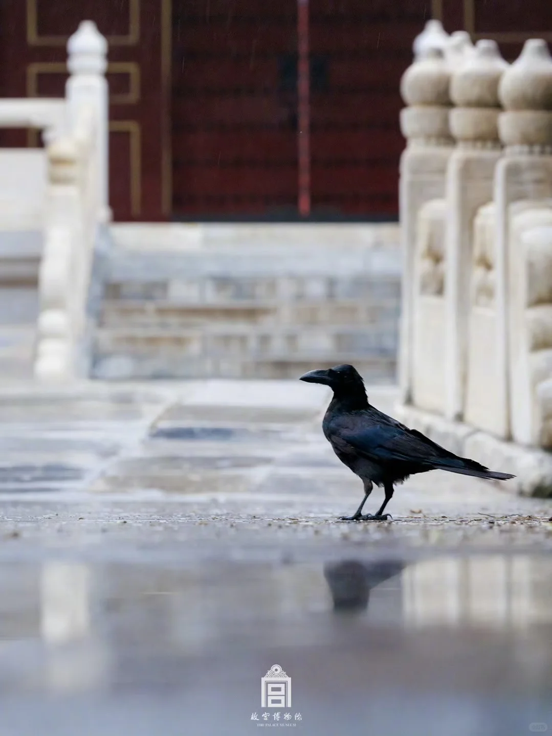 雨落紫禁城｜这趟慢走的雨意太治愈