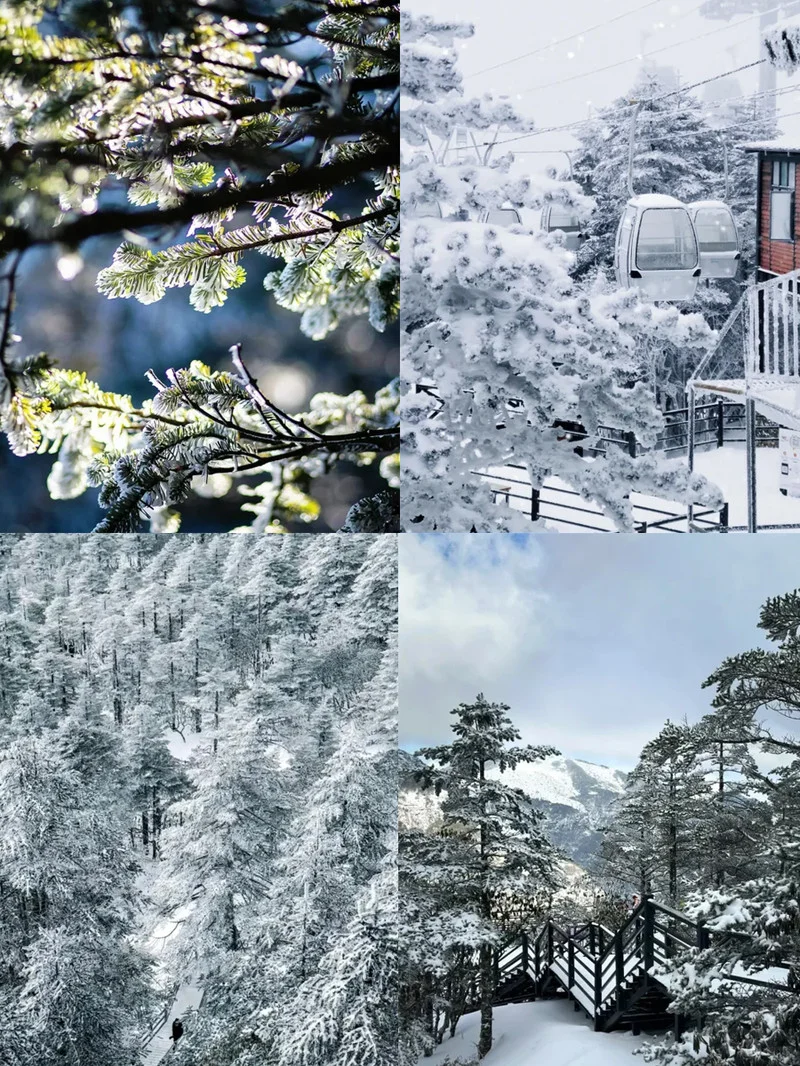 昆明轿子雪山🔥 包车人均200+真香❗❗