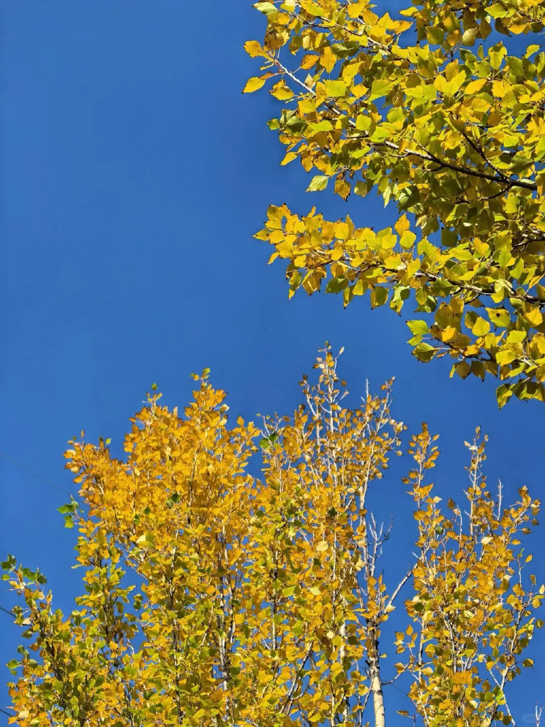 乌兰察布📍这个金色小城美到失语🍂