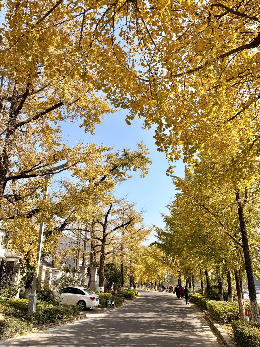 交换一张你拍的银杏吧