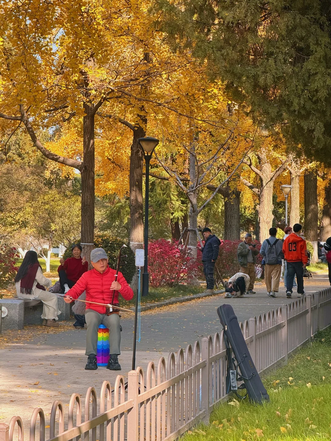 11.26南京玄武湖银杏&明孝陵落羽杉