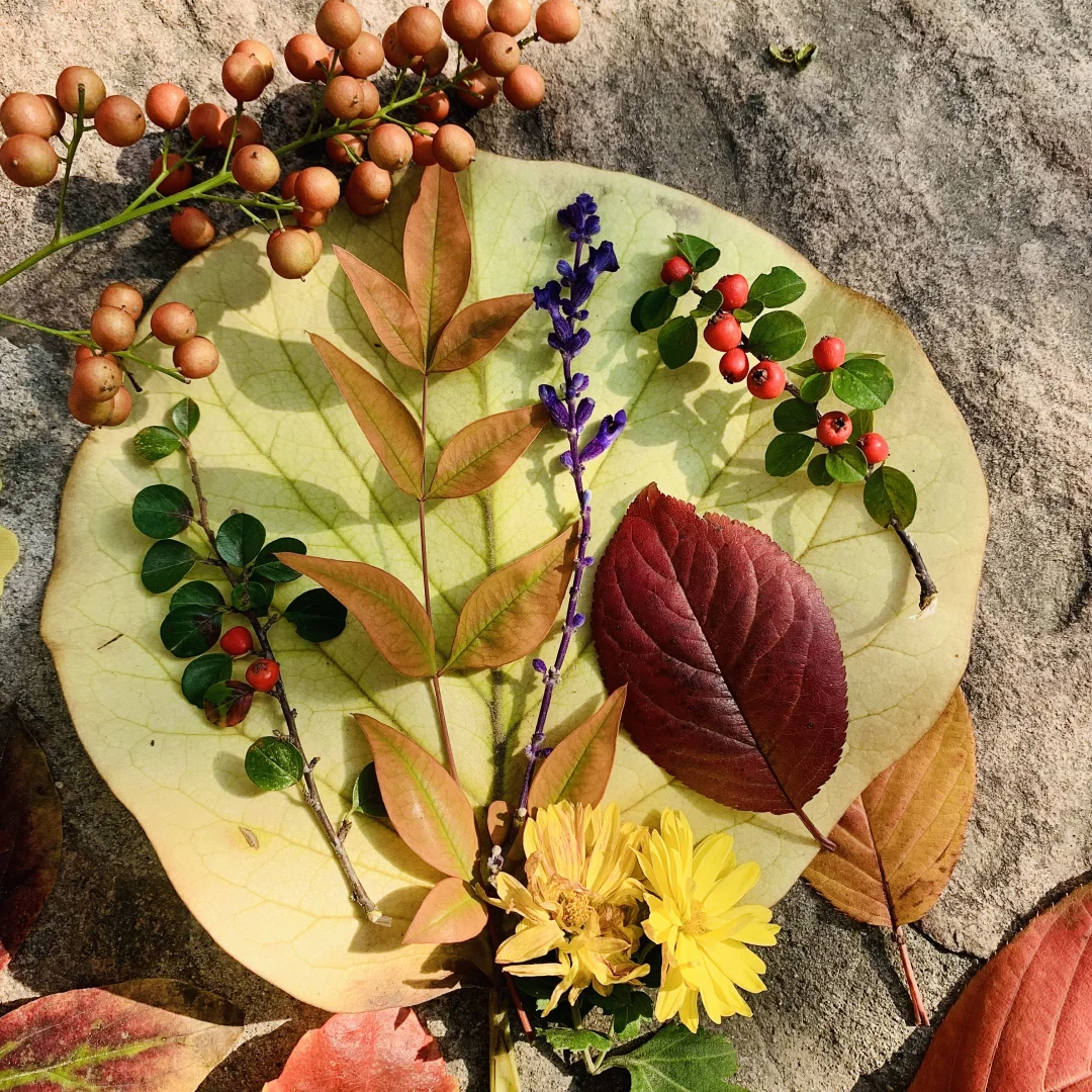 秋天丛台公园的银杏林也太有感觉了8！🍂