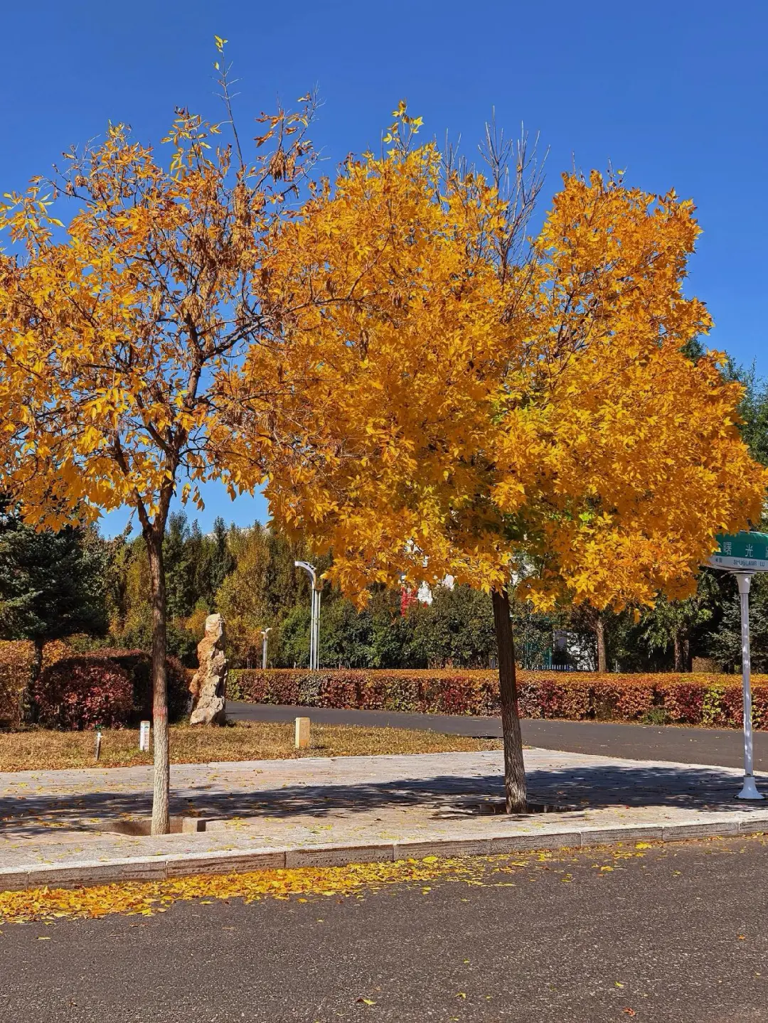 乌兰察布📍这个金色小城美到失语🍂