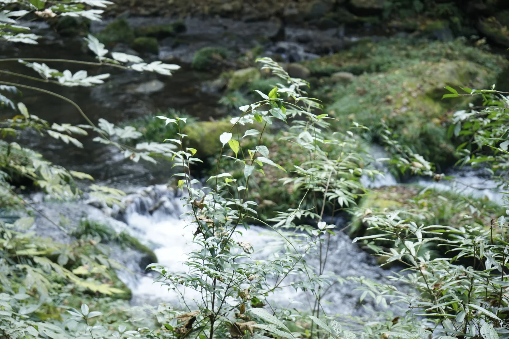 张家界攻略！避坑 + 省时