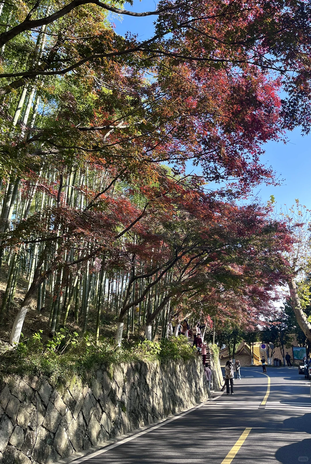 莫干山赏秋,美得太超过了!