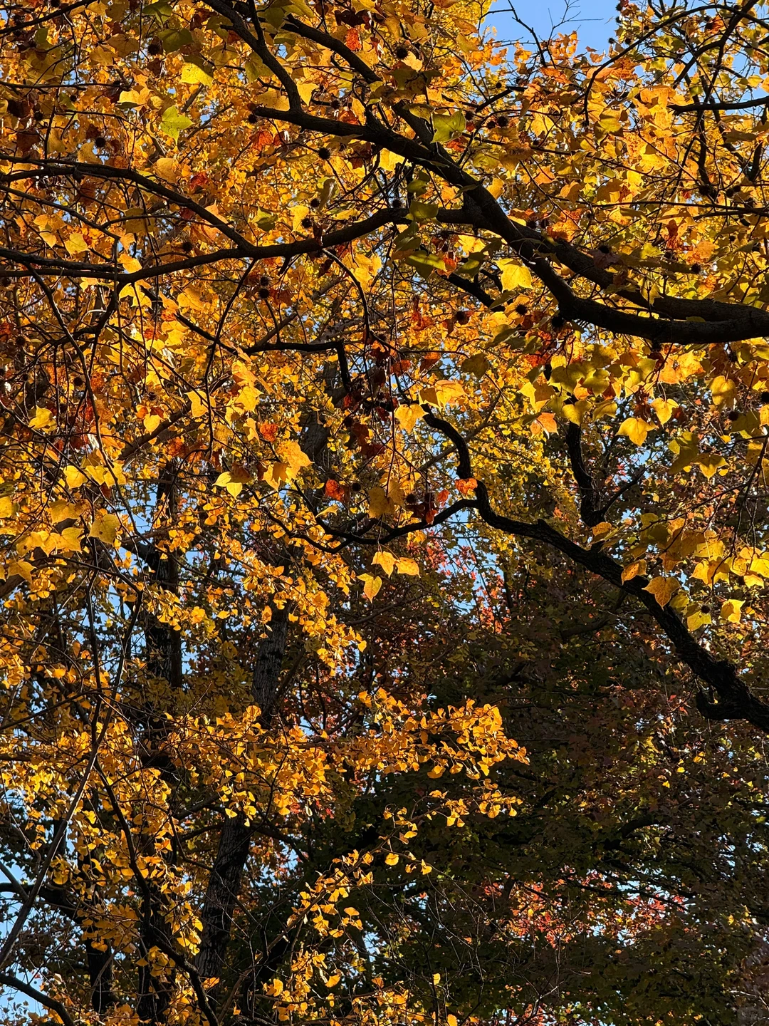 秋天可太好拍啦！🍂