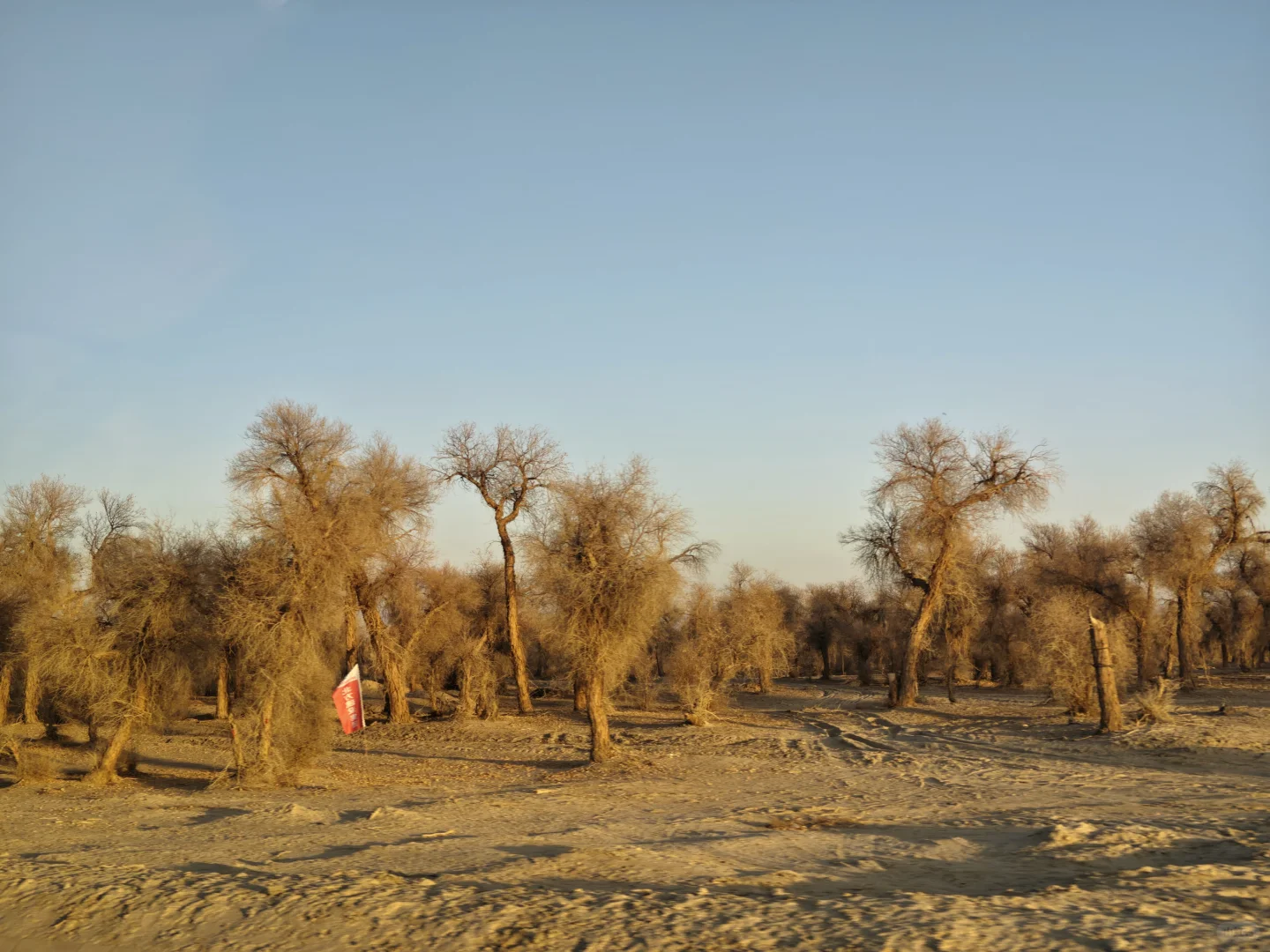 新和的夜，静美静美的