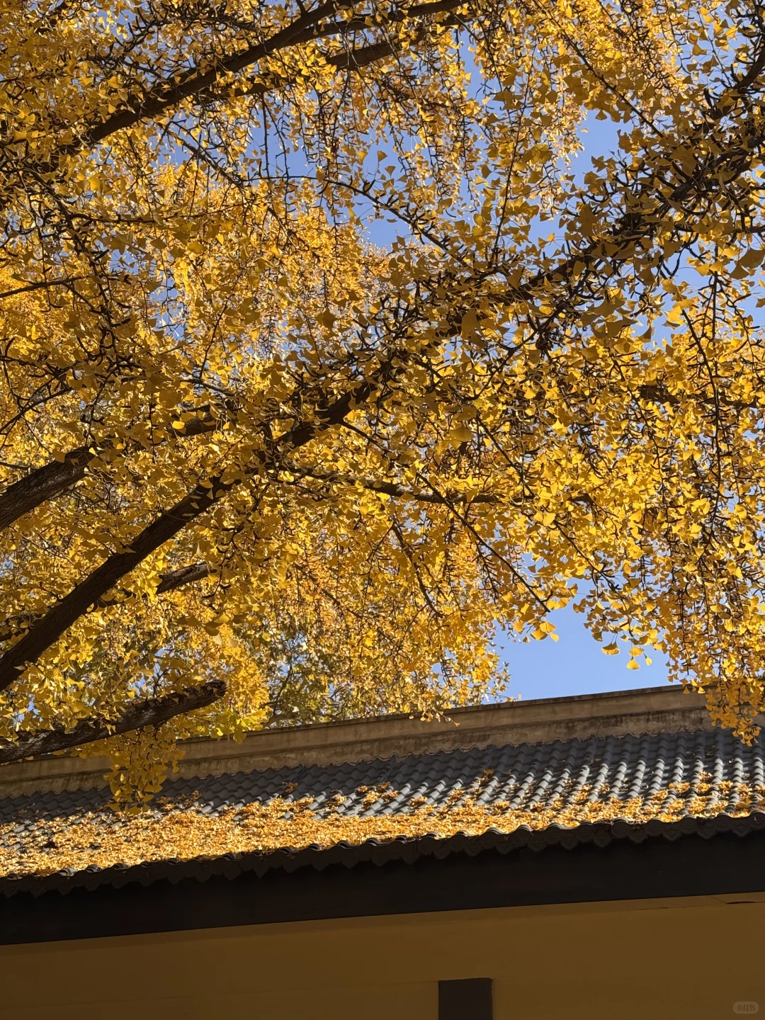 11.26南京玄武湖银杏&明孝陵落羽杉