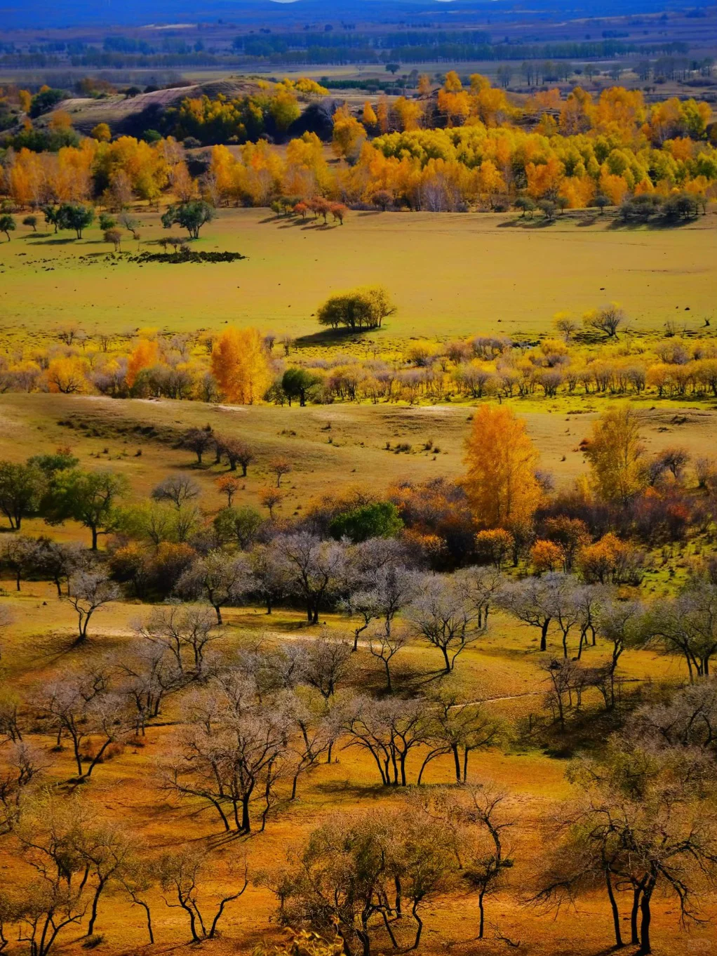 河北承德围场县塞罕坝·御道河谷·御桦十景
