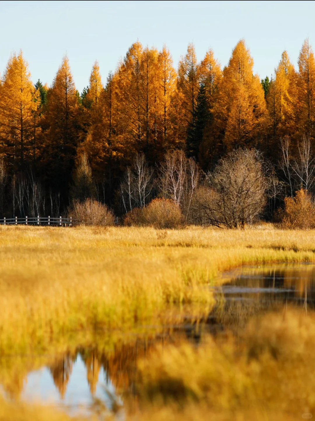 河北承德围场县塞罕坝·御道河谷·御桦十景