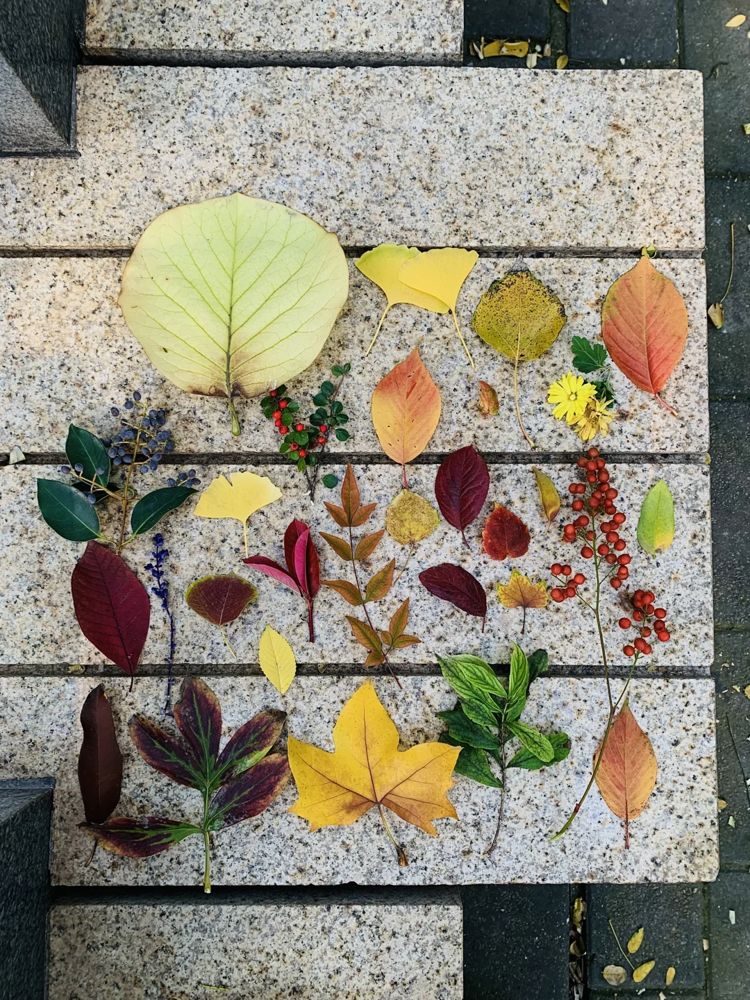 秋天丛台公园的银杏林也太有感觉了8！🍂