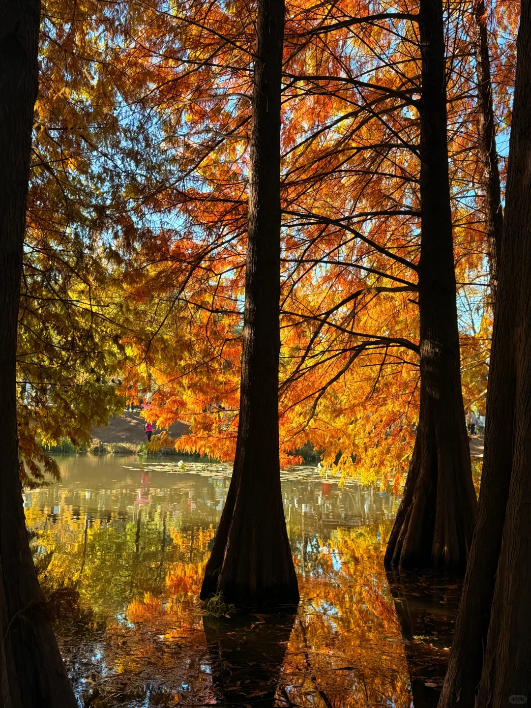 秋天可太好拍啦！🍂