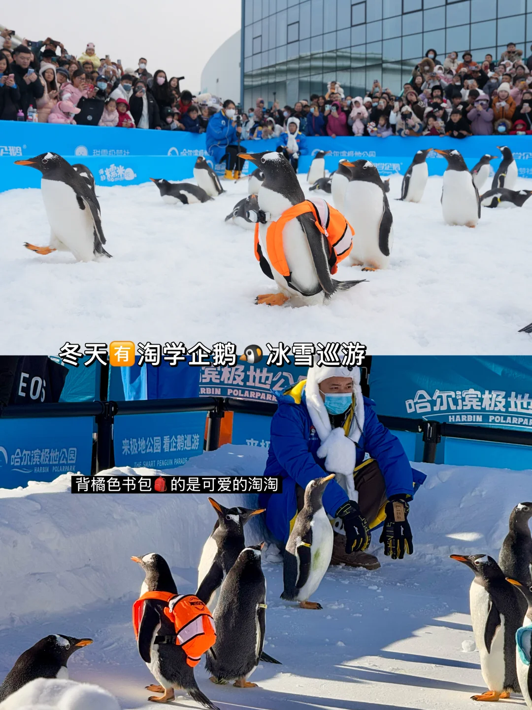 哈尔滨冬季玩疯了！9个景点0踩雷！！！