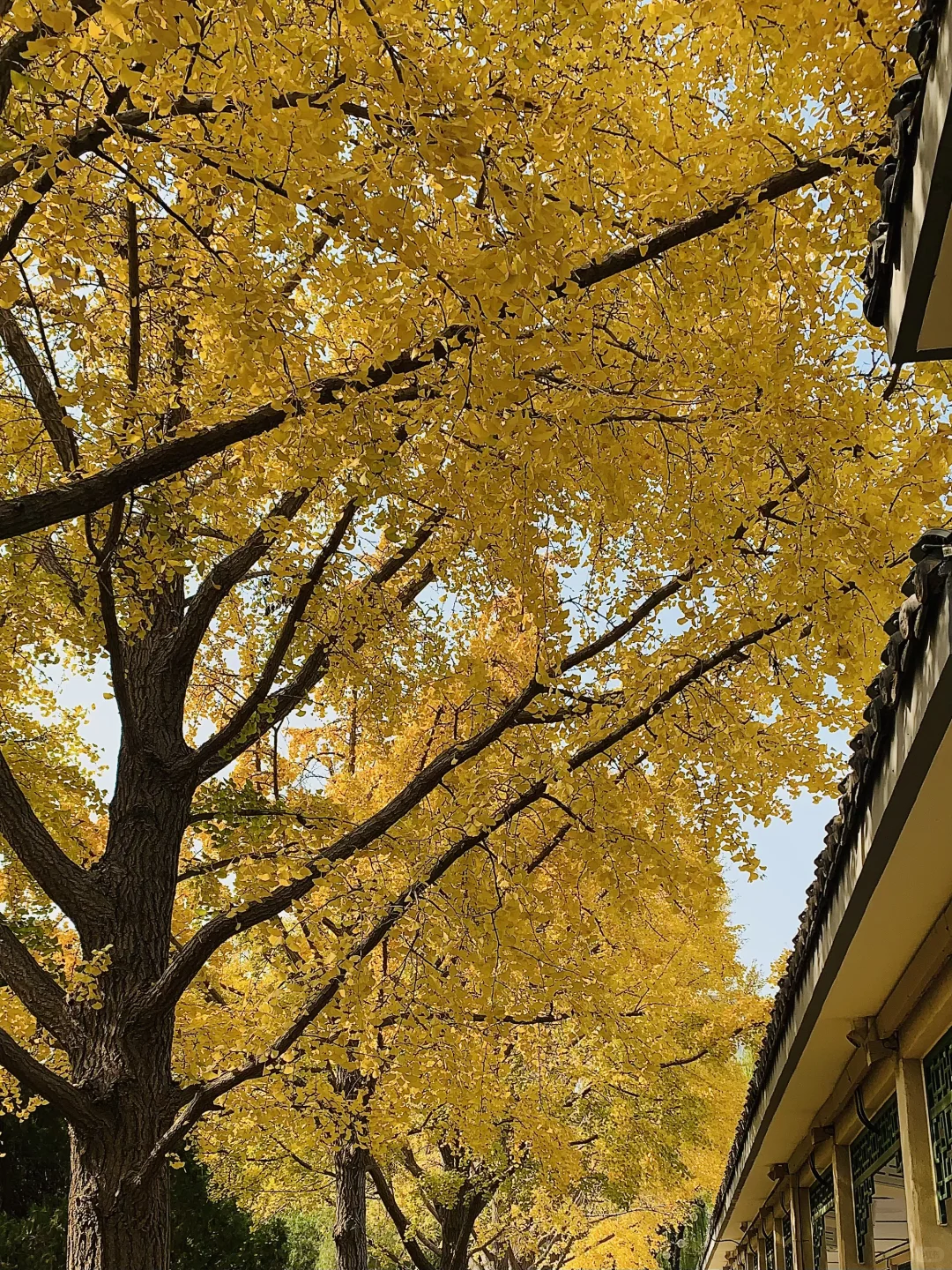 秋天丛台公园的银杏林也太有感觉了8！🍂