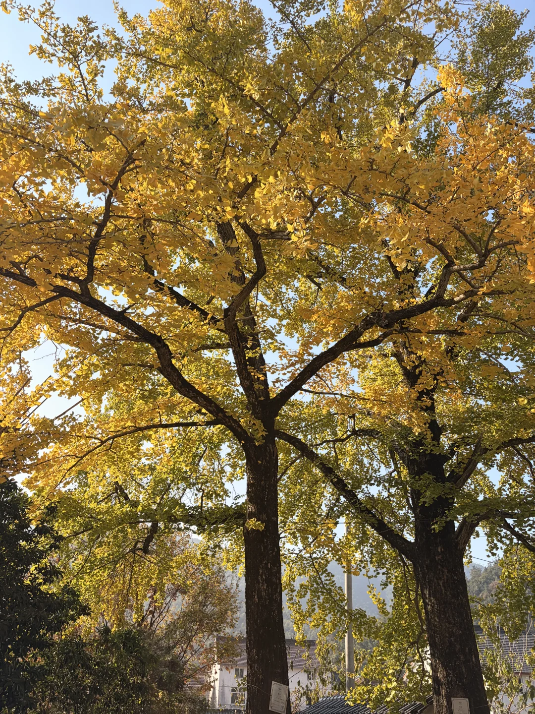 交换一张你拍的银杏吧