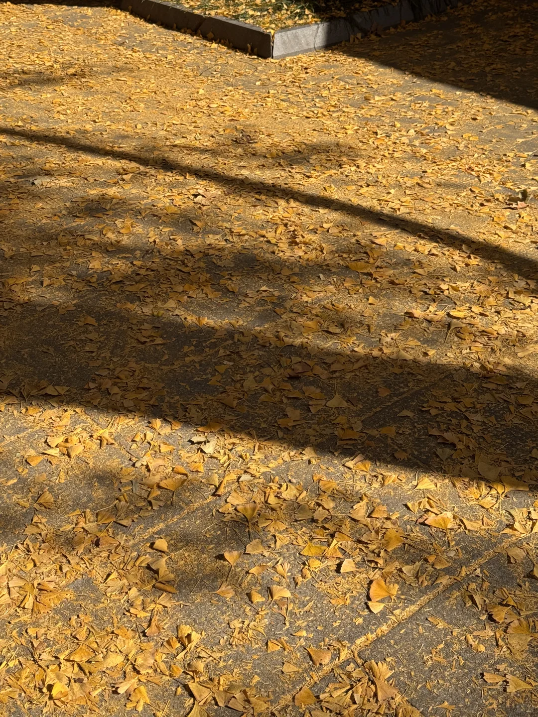 11.26南京玄武湖银杏&明孝陵落羽杉