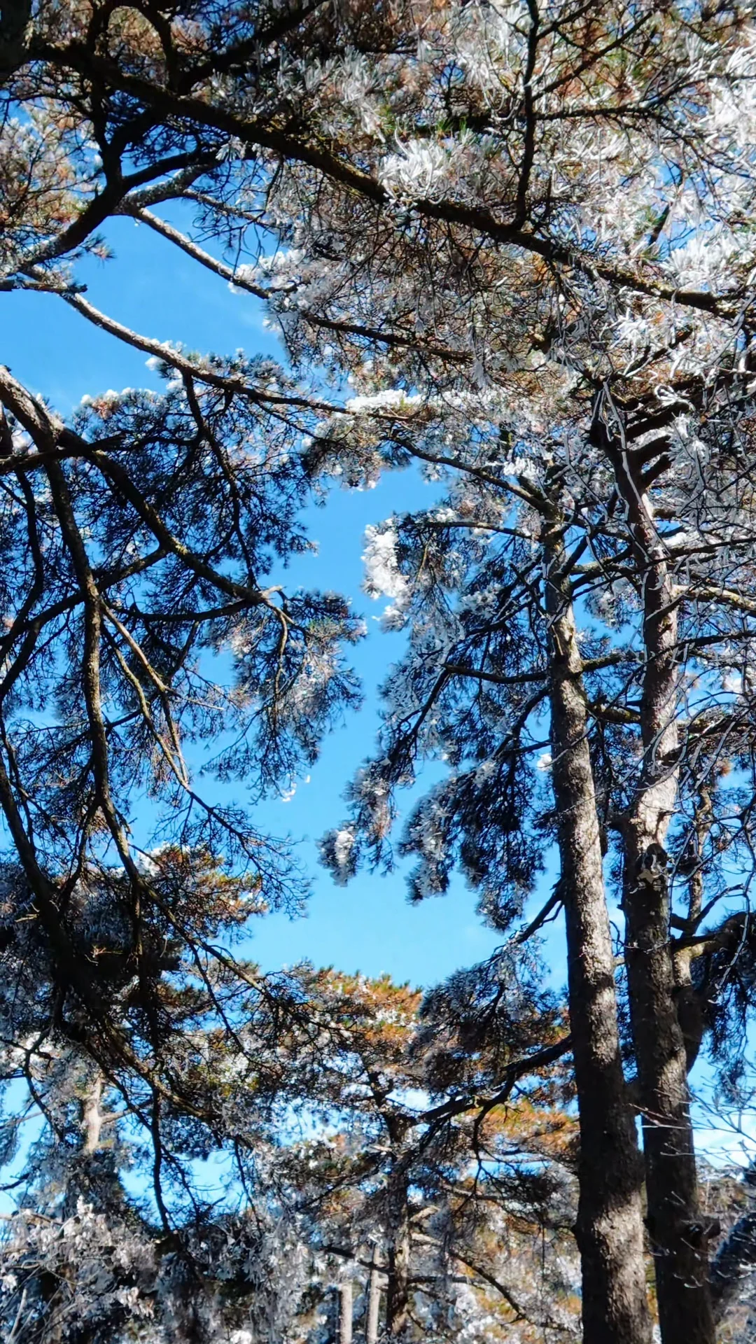 黄山之行｜感觉自己是天生的旅游圣体✨