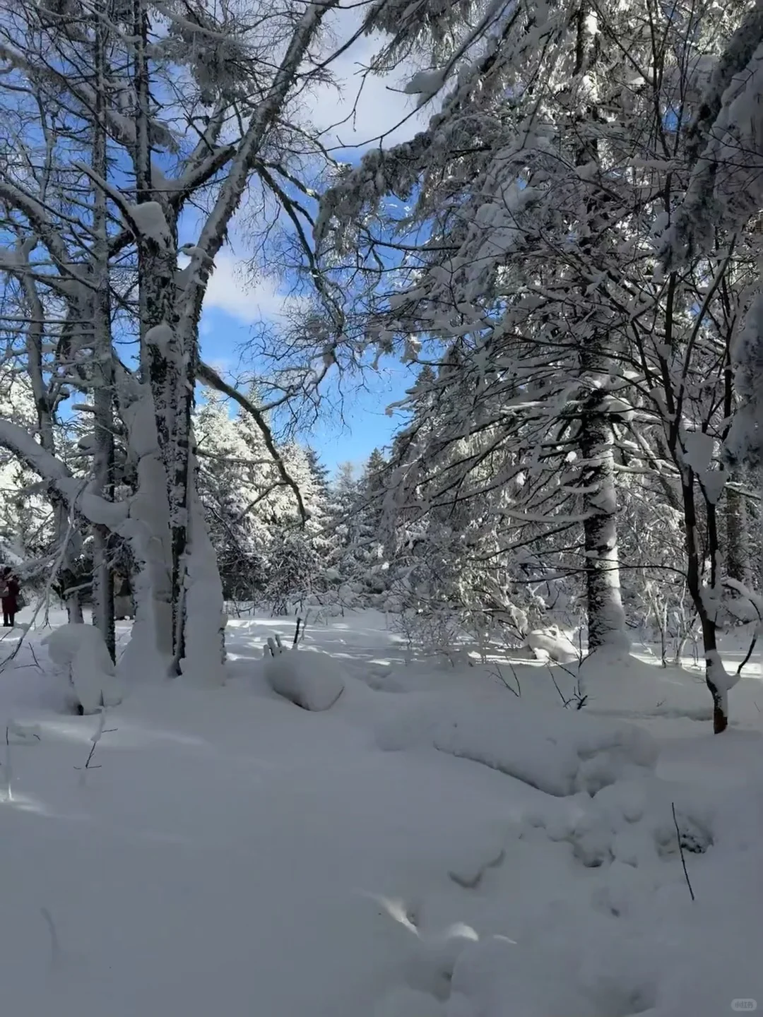 不是长白山去不起，而是伊春更有性价比