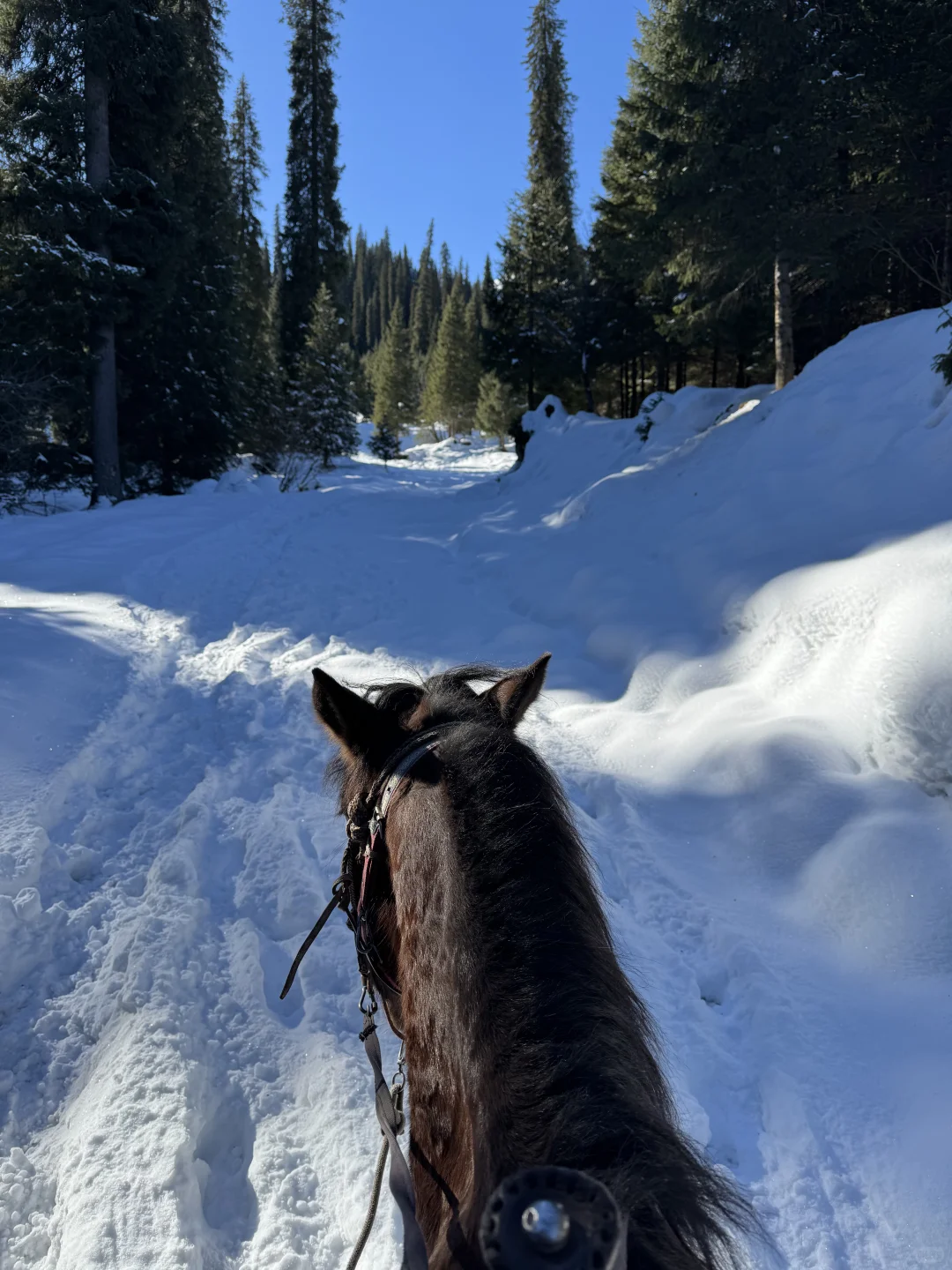 深圳打工人周末去赛里木湖+库尔德宁+八卦城