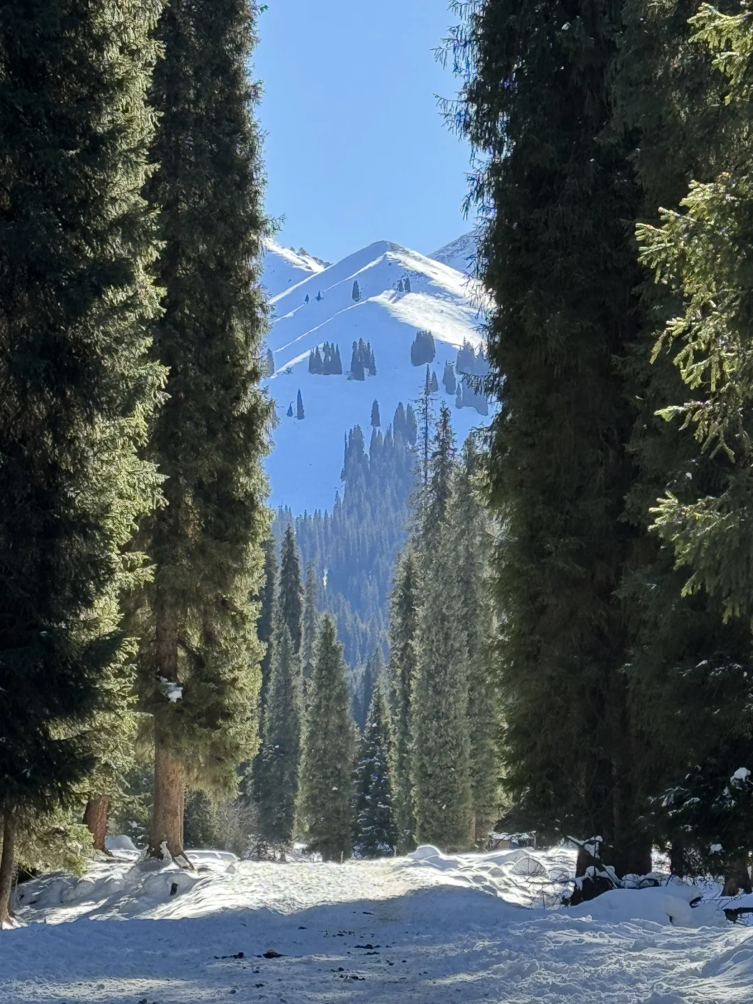 深圳打工人周末去赛里木湖+库尔德宁+八卦城