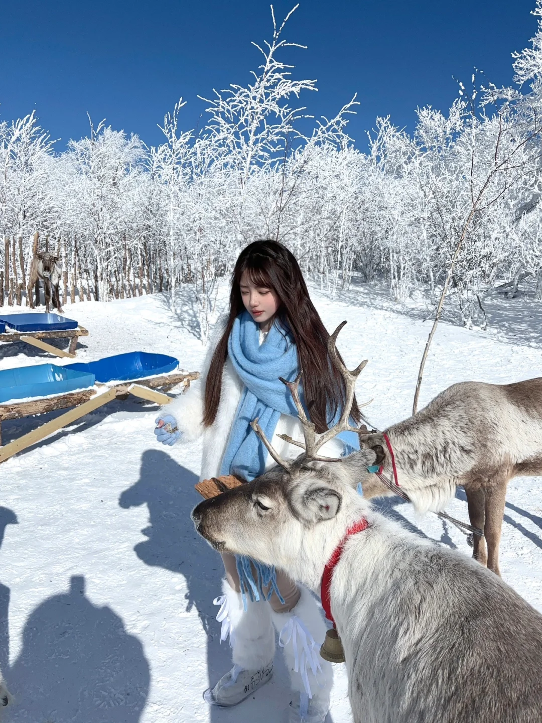 2.9📍雪岭驯鹿园 美晕❄️