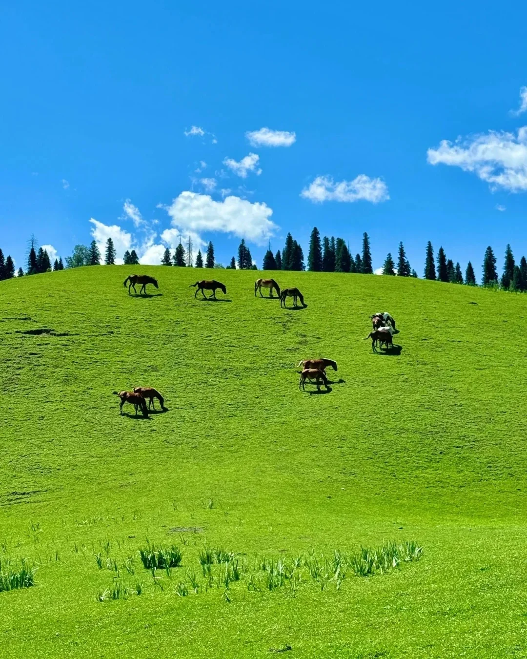 5-8月去伊犁玩了8天，消费观真的崩塌了……